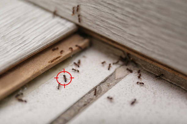 Best Cockroach Control Services  in Manorville, NY