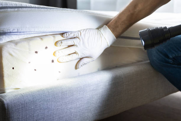 Best Wildlife Control Services  in Manorville, NY