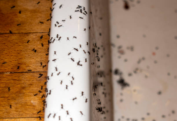 Wildlife Control Services in Manorville, NY
