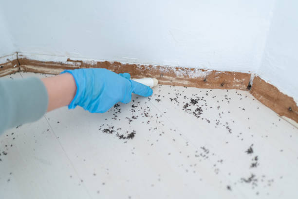 Best Pest Prevention Services  in Manorville, NY